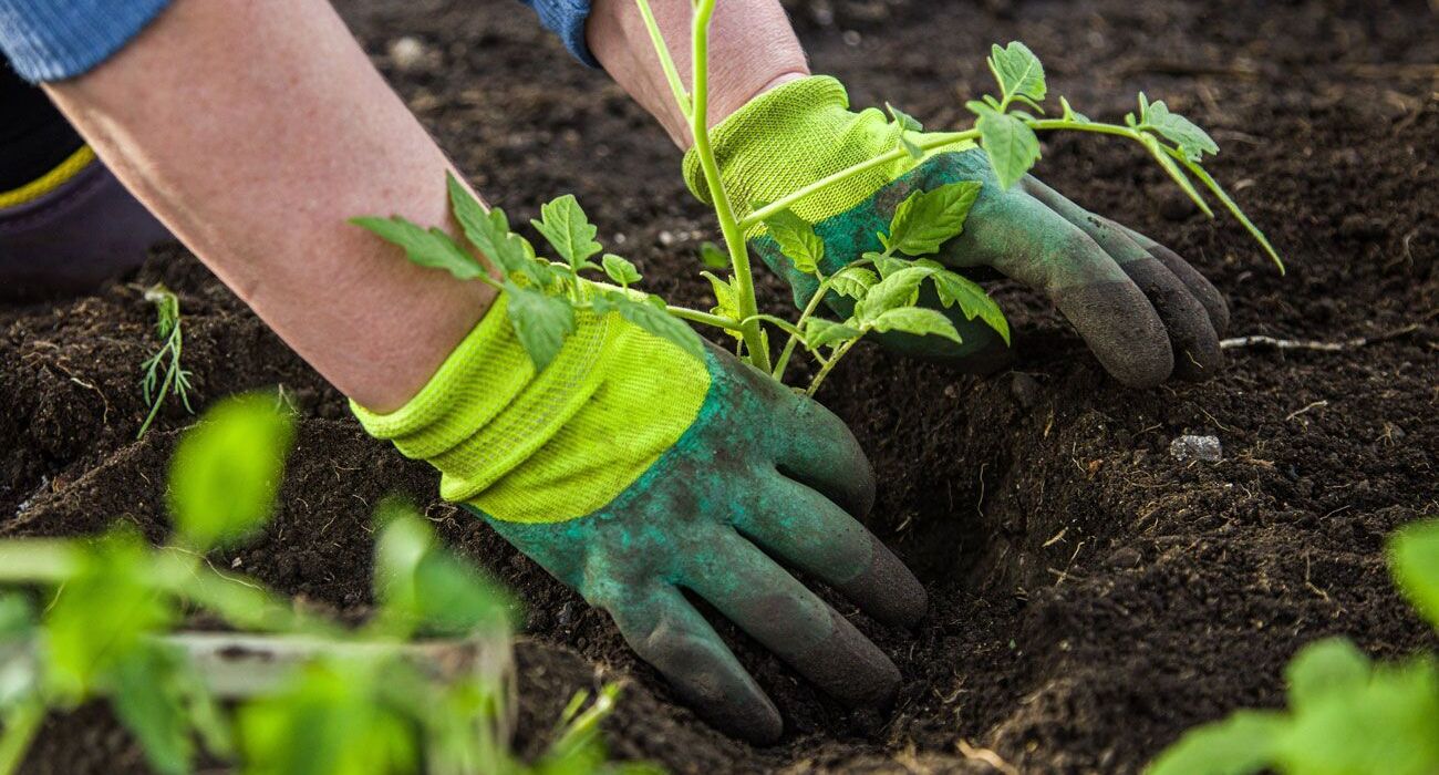 Hände in grünen Handschuhen pflanzen einen Tomatensetzling in die Erde.
