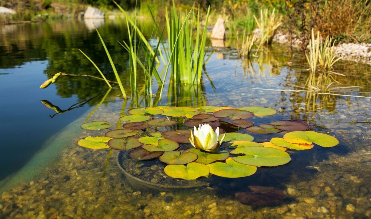 Eine Seerose und Seerosenblätter schwimmen auf einem klaren Teich mit Gras am Rande.